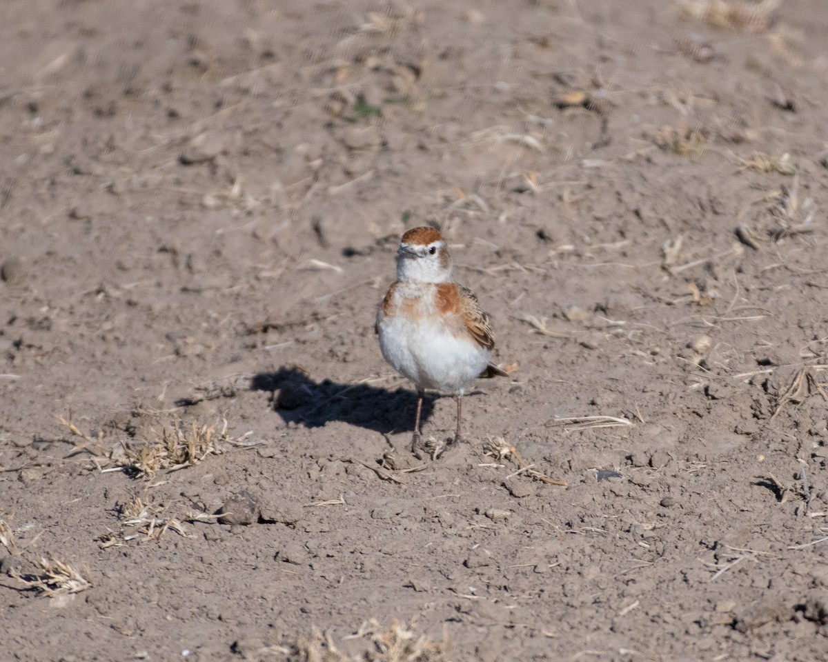 Red-capped Lark - ML145167681