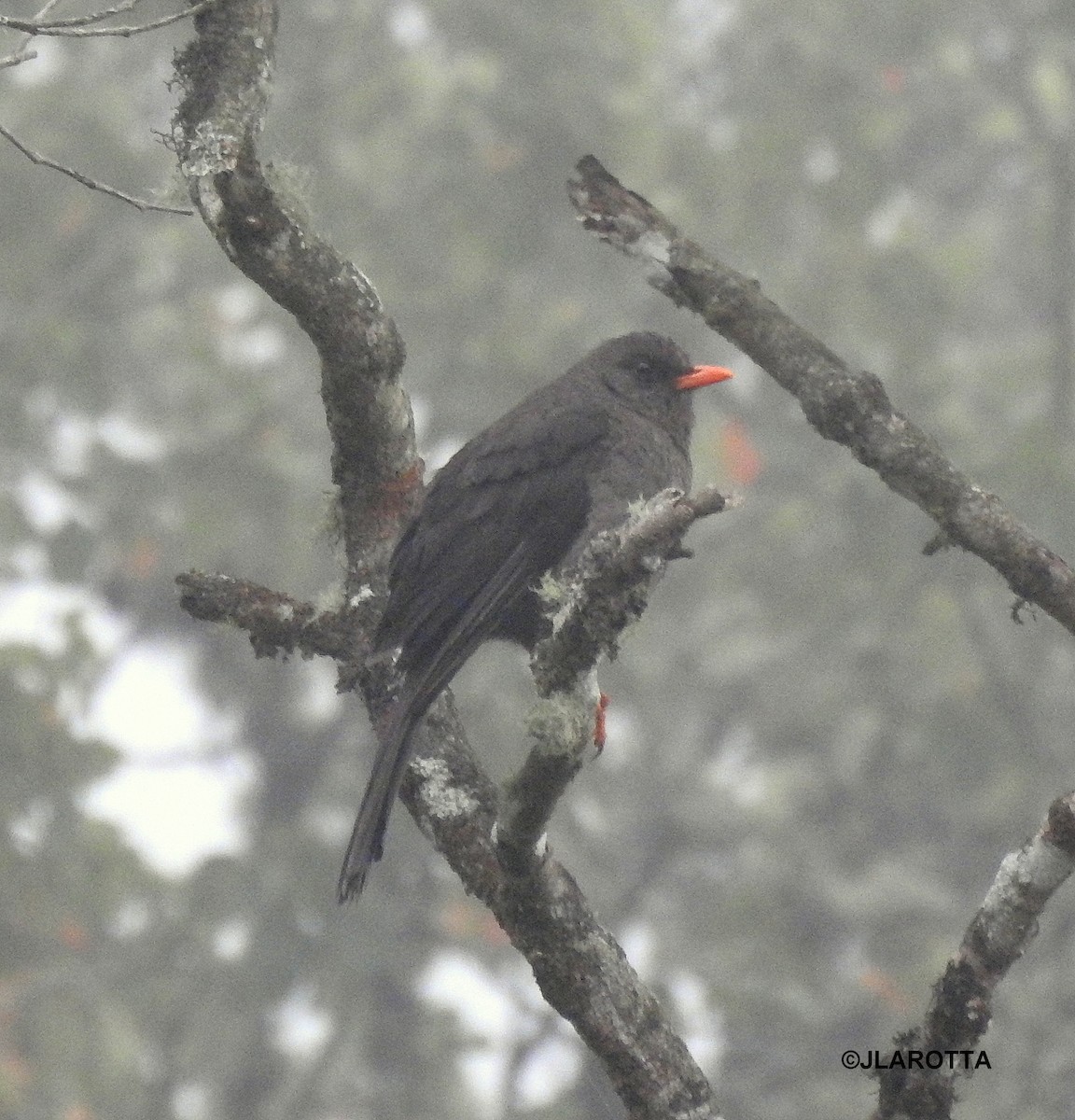 Great Thrush - Jorge La Rotta