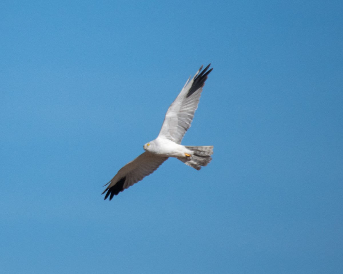 Pallid Harrier - Mark Vukovich