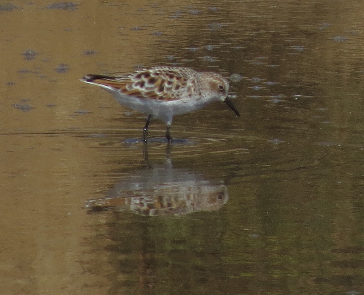 Little Stint - Amy Lawes