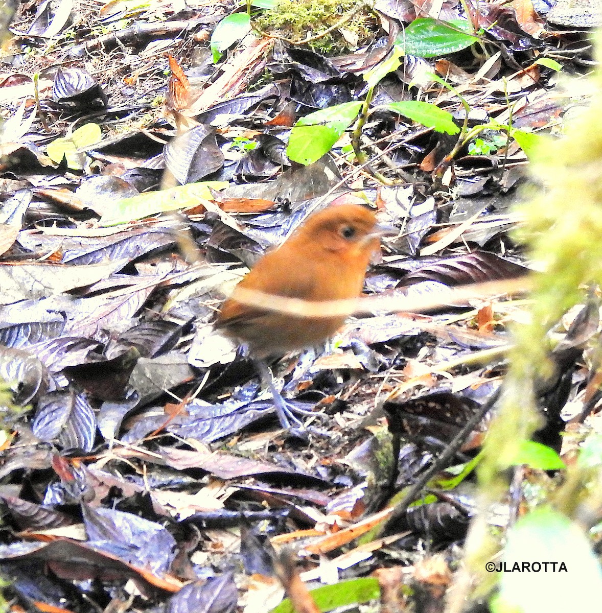 Muisca Antpitta - ML145168371