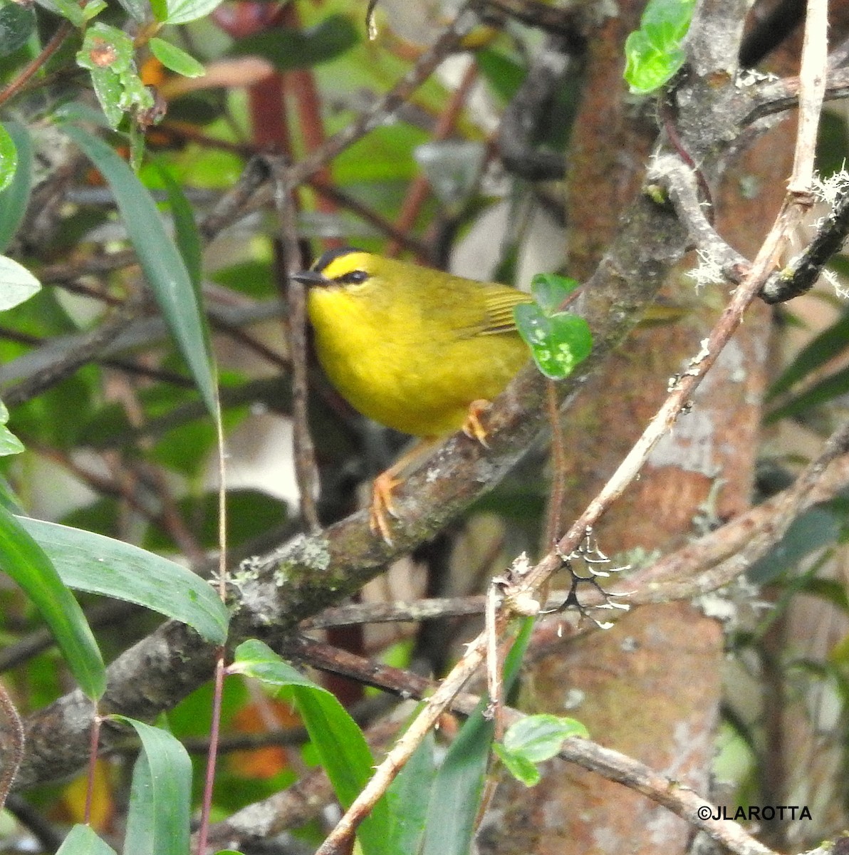 Black-crested Warbler - ML145168801