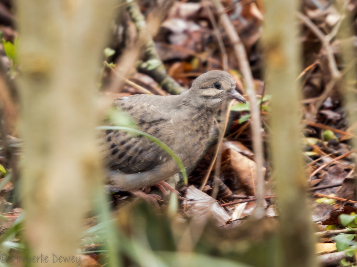 Mourning Dove - Kimberlie Dewey