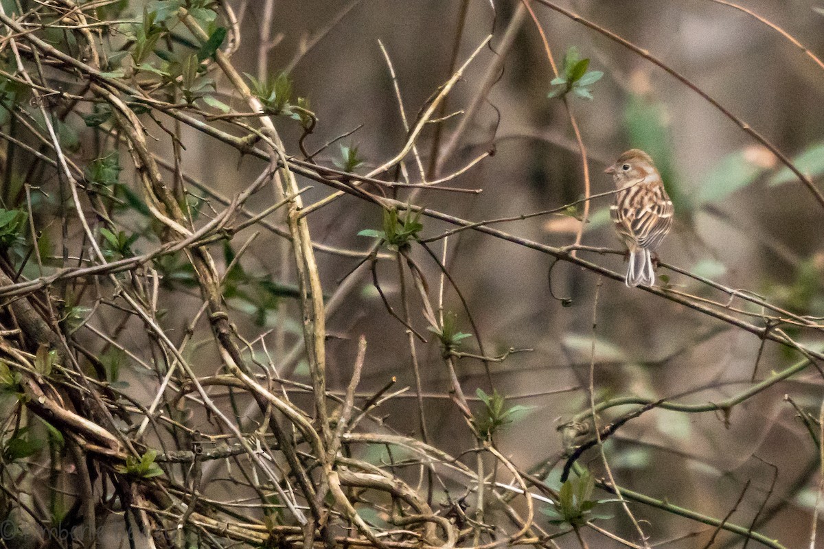 Field Sparrow - ML145169201