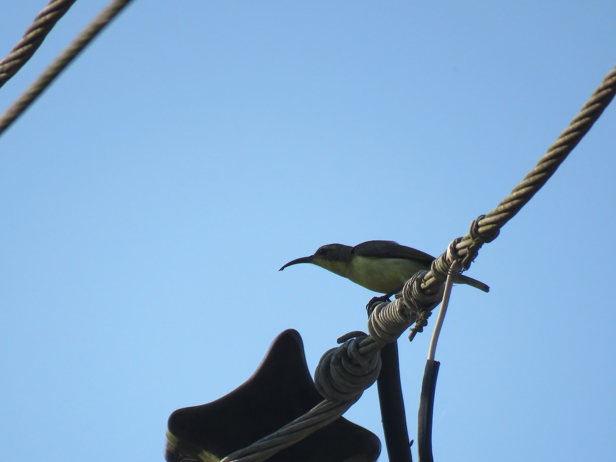 Ornate Sunbird - ML145169321