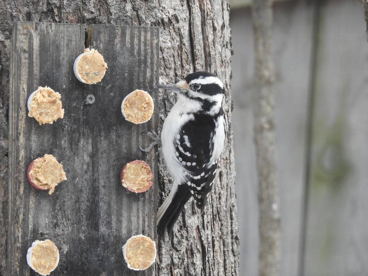 Hairy Woodpecker - Adam Zorn