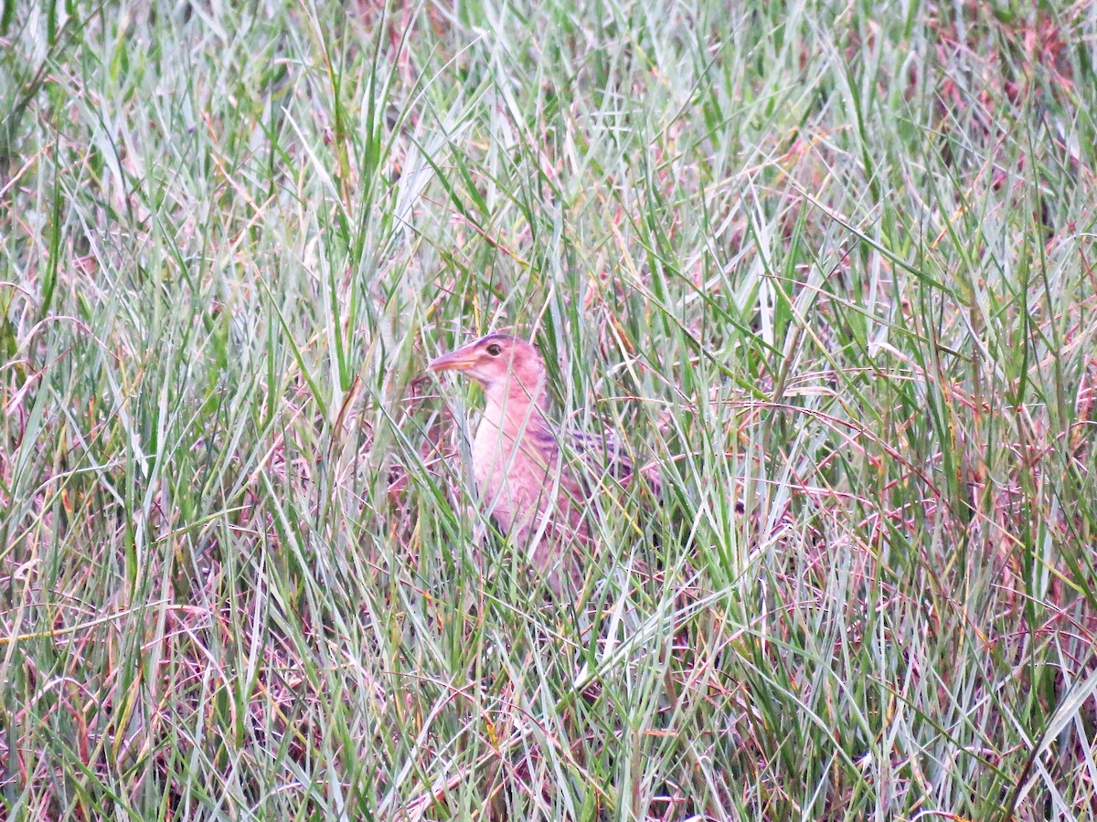 Gallineta Crestada - ML145169821