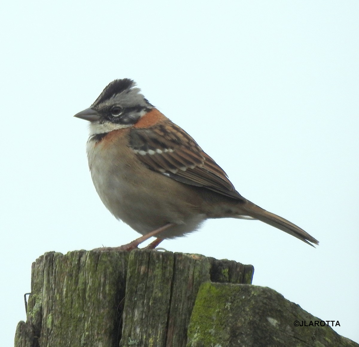 Rufous-collared Sparrow - Jorge La Rotta
