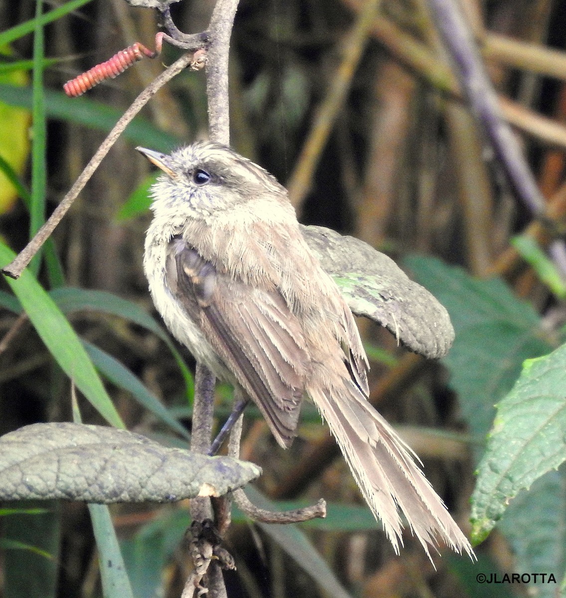 Agile Tit-Tyrant - ML145171751