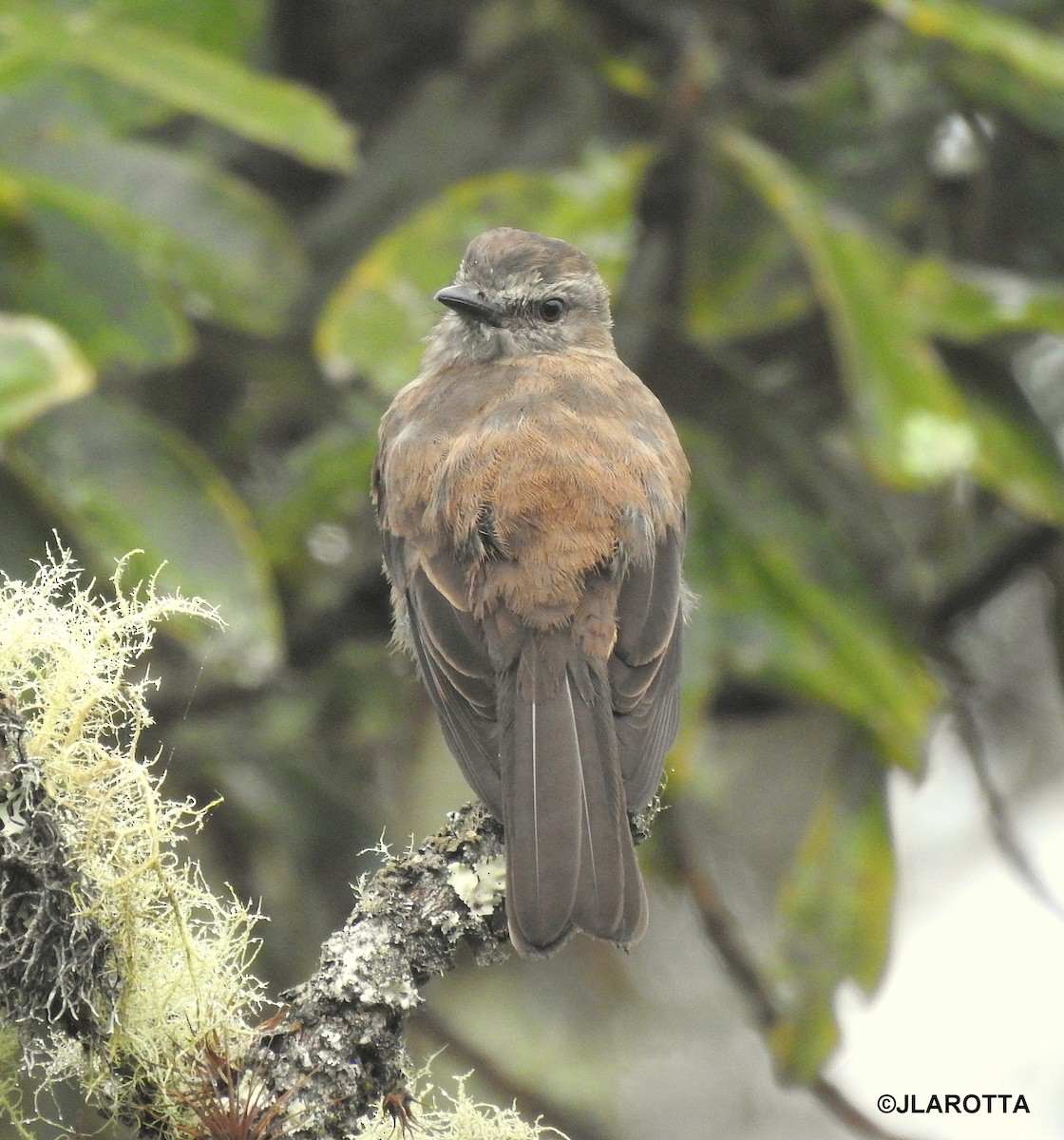 Smoky Bush-Tyrant - ML145171911