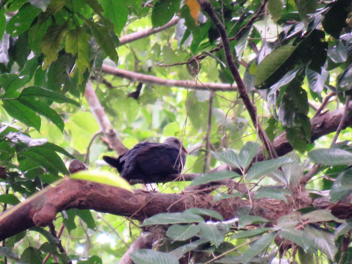 Andaman Wood-Pigeon - ML145171941