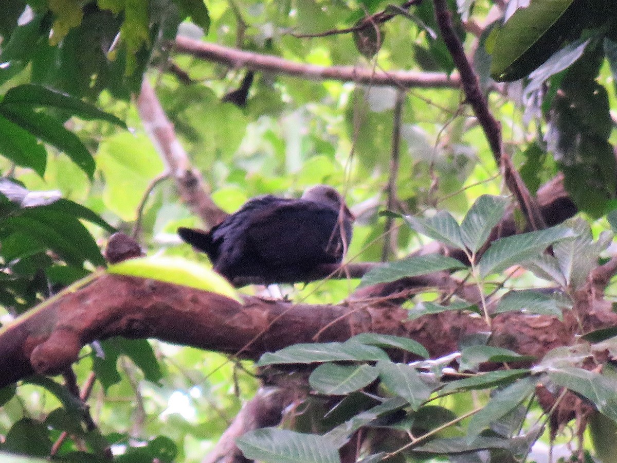Andaman Wood-Pigeon - ML145171981