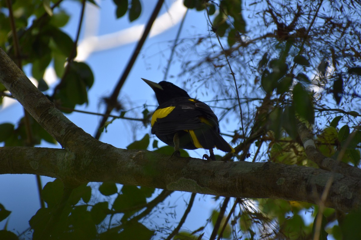 Yellow-winged Cacique - ML145172461