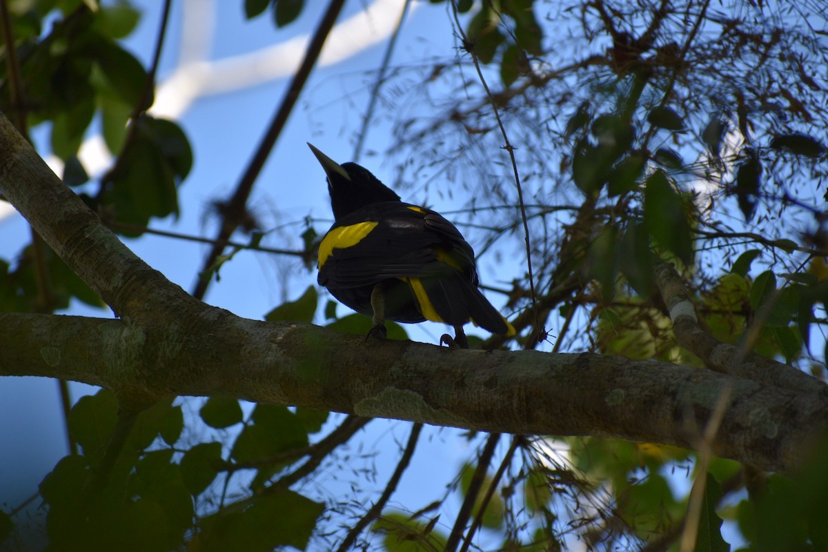 Yellow-winged Cacique - ML145172491