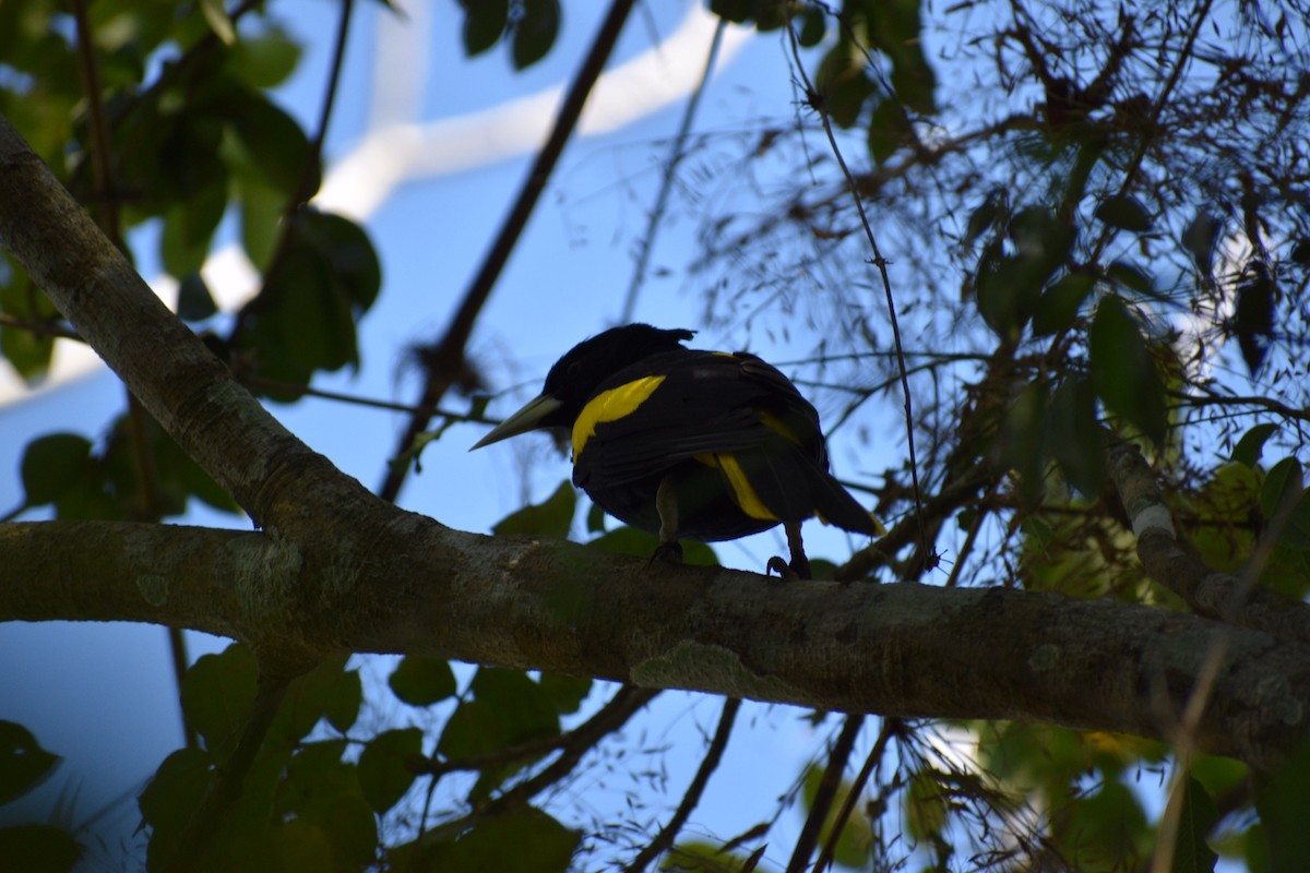 Yellow-winged Cacique - ML145172561