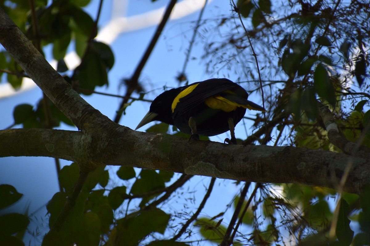 Yellow-winged Cacique - ML145172591