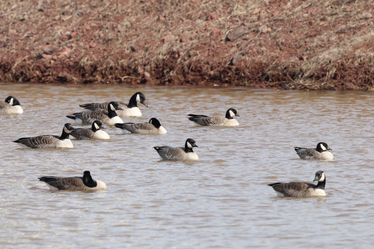 Cackling Goose (Richardson's) - ML145172771