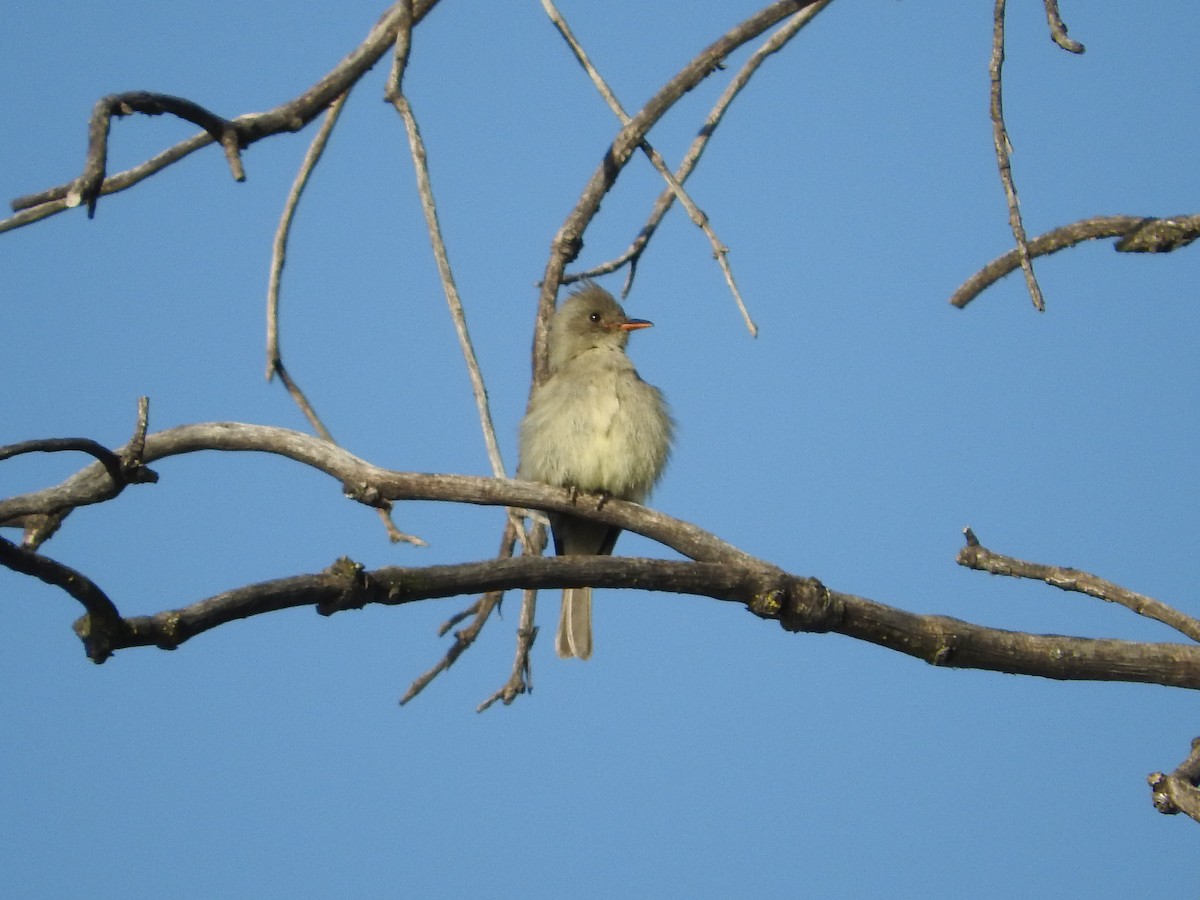 Greater Pewee - ML145174221