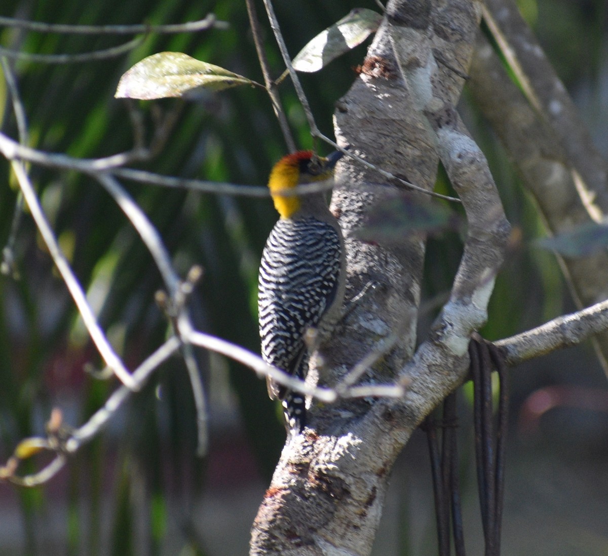 Golden-cheeked Woodpecker - ML145174491