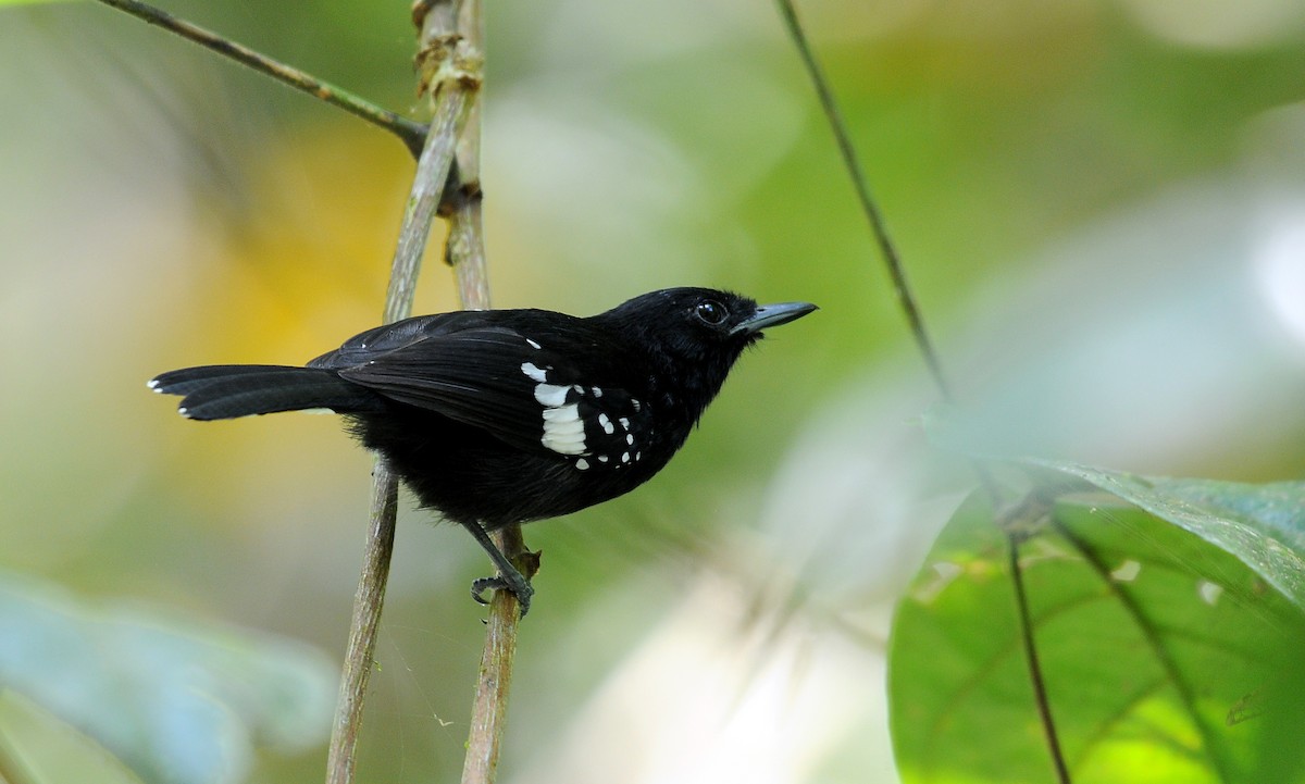 Dot-winged Antwren - Josanel Sugasti -photographyandbirdingtourspanama