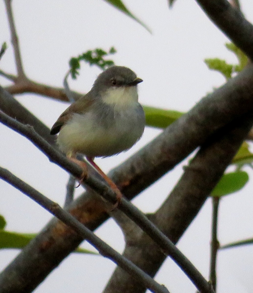 gråbrystprinia - ML145176271