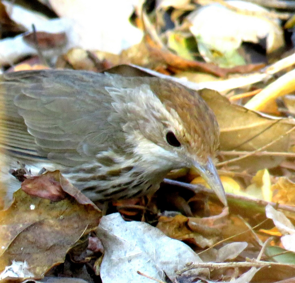 Puff-throated Babbler - ML145176361