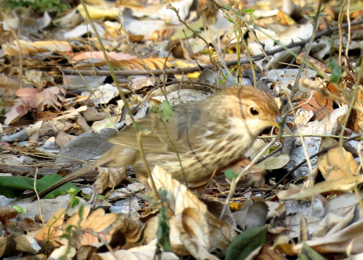 Puff-throated Babbler - ML145176421