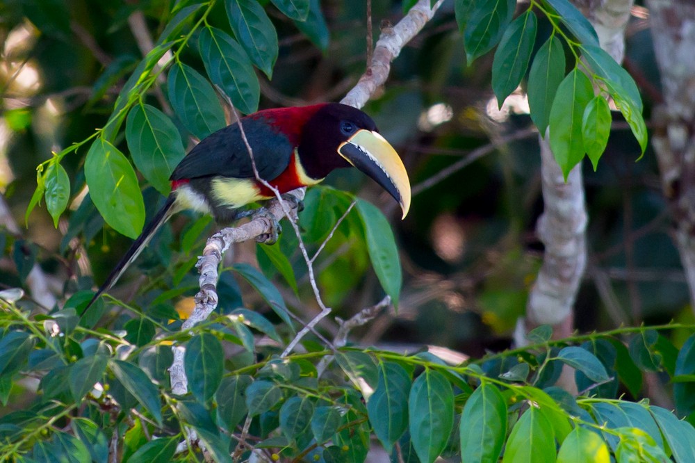 Red-necked Aracari - ML145176611