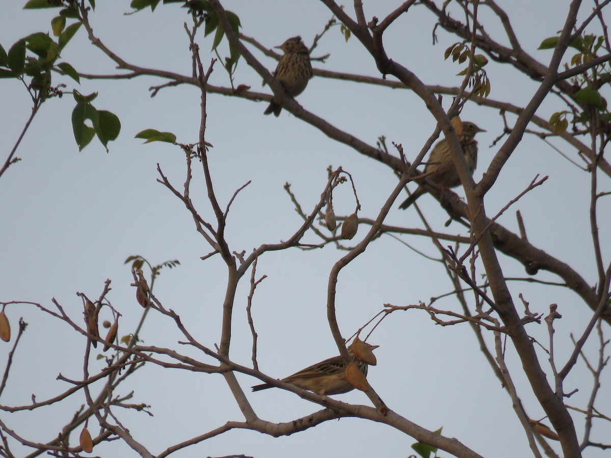 Tree Pipit - ML145176761