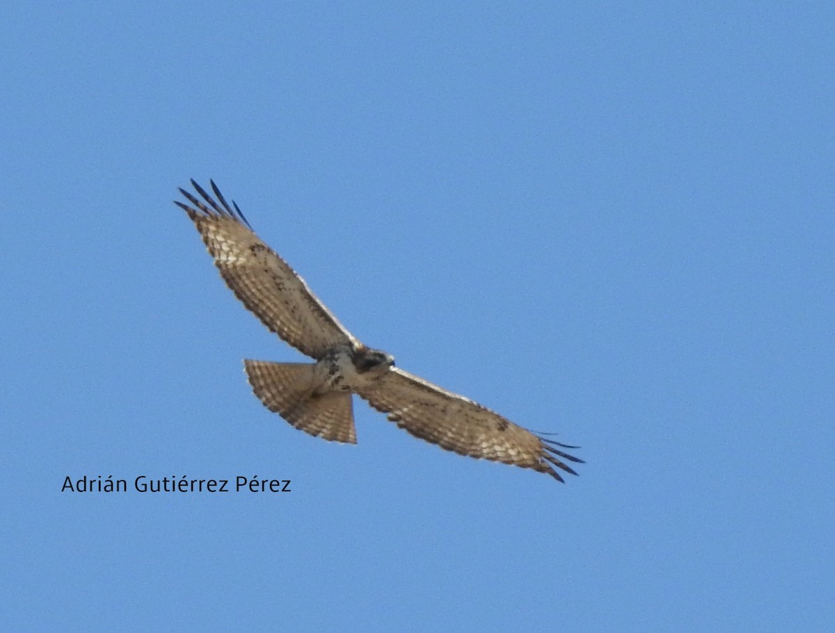 Red-tailed Hawk - ML145176781