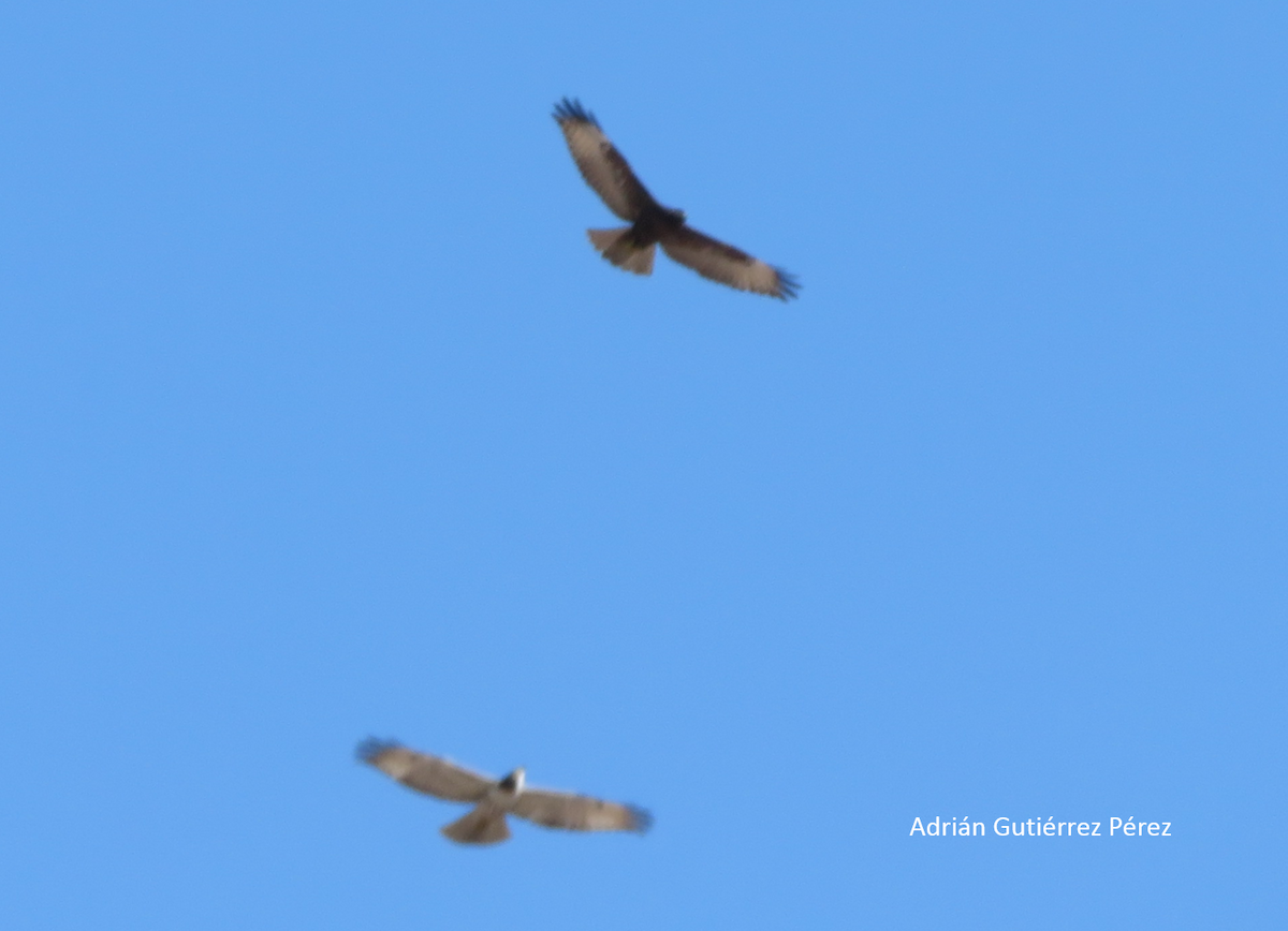 Red-tailed Hawk - ML145176851