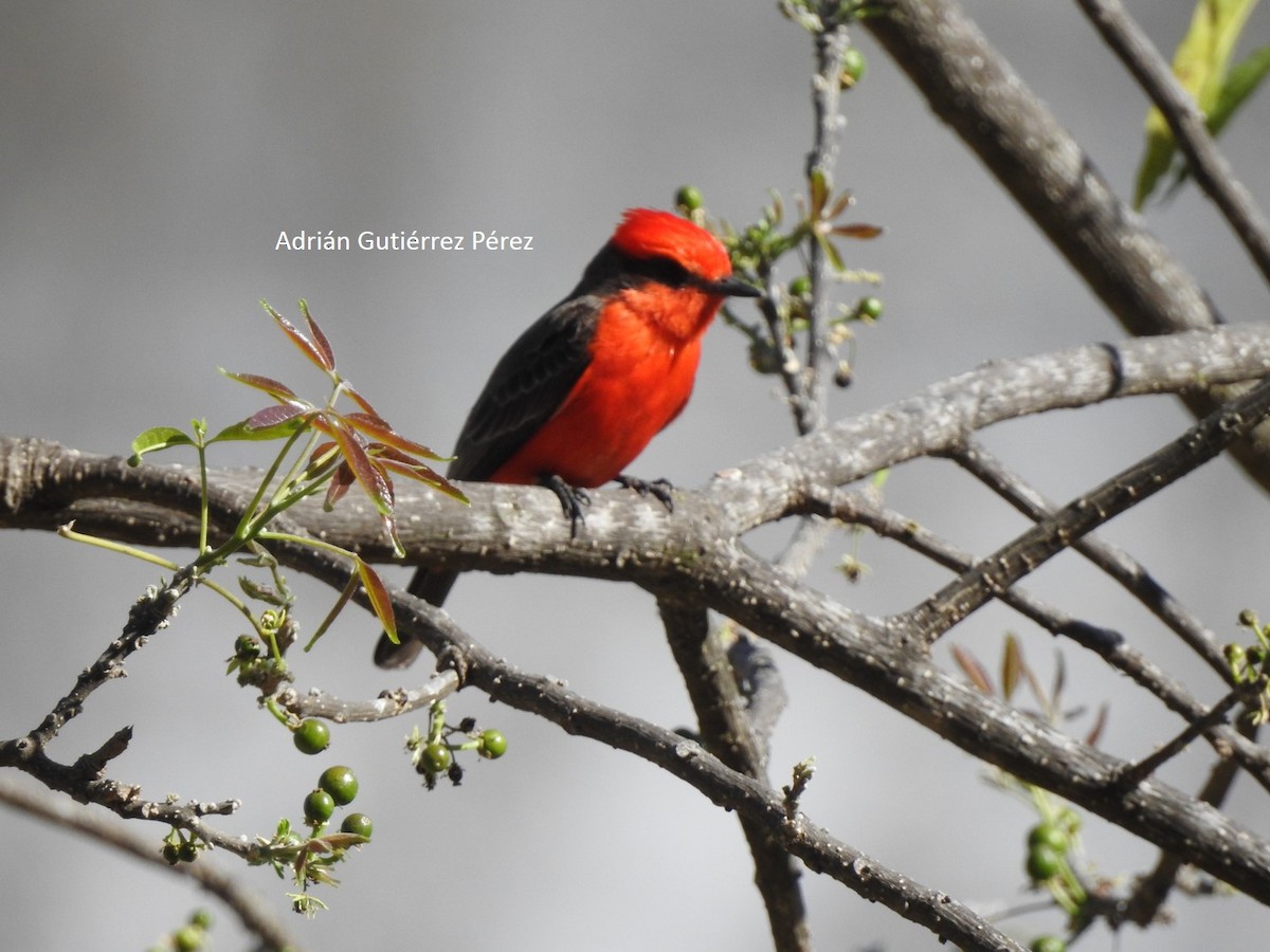 Vermilion Flycatcher - ML145177081