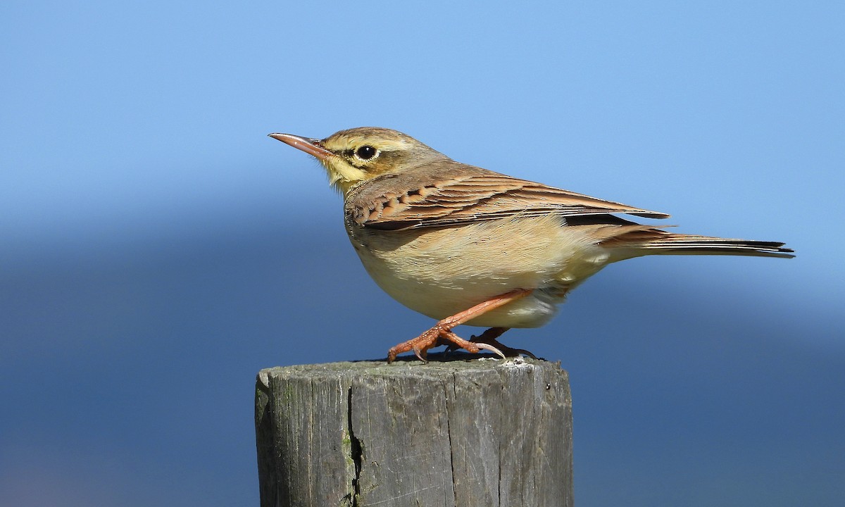Tawny Pipit - Rui Jorge