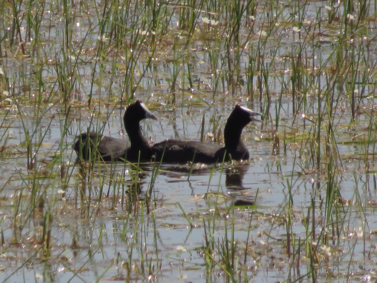 Red-knobbed Coot - ML145178141