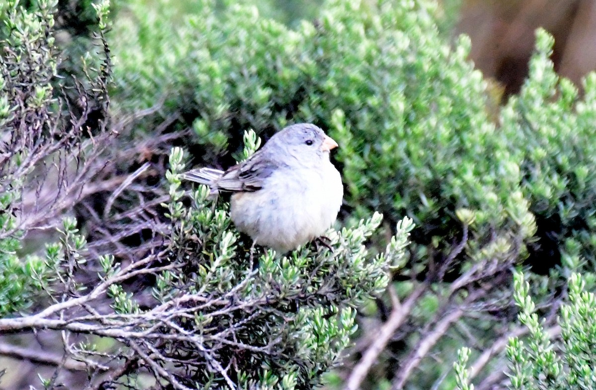 Plain-colored Seedeater - ML145178411