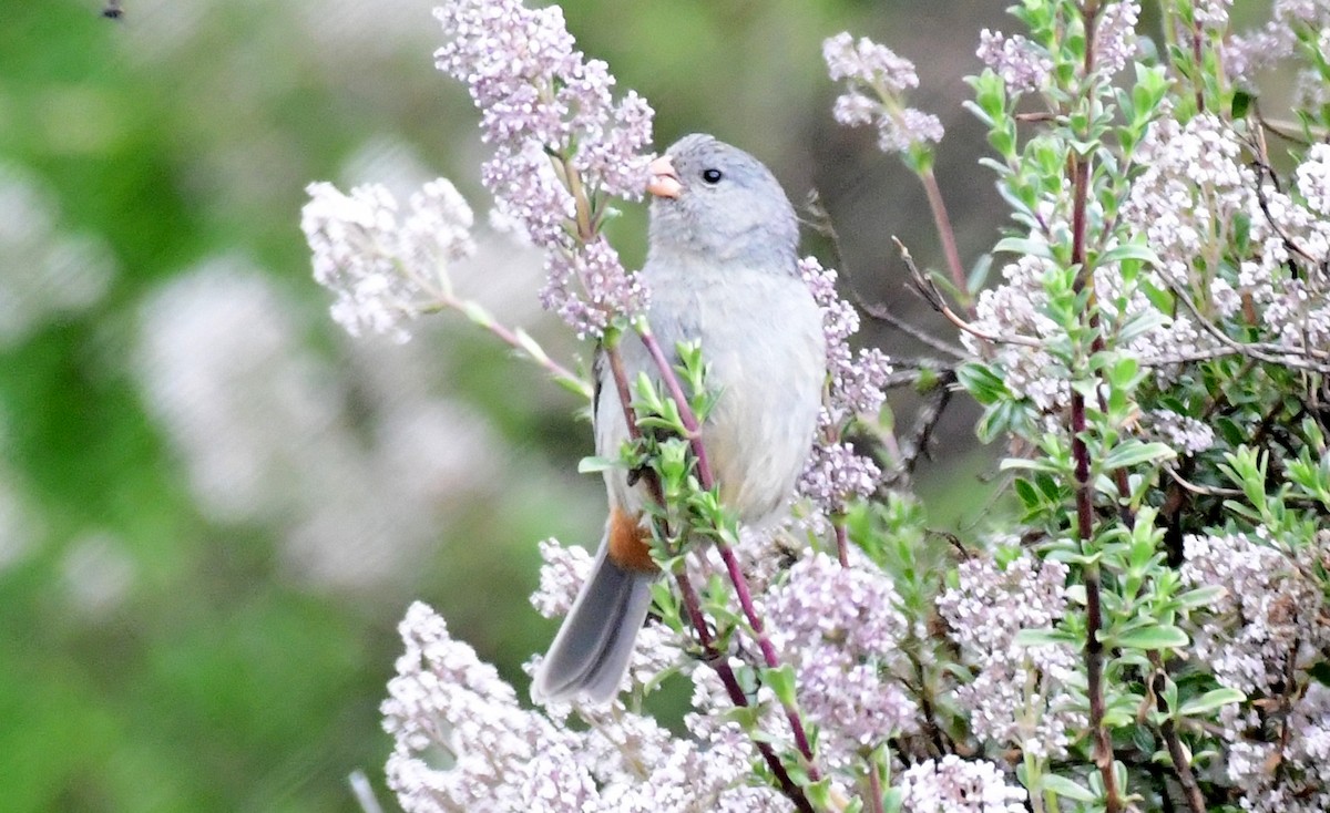 Plain-colored Seedeater - ML145178421