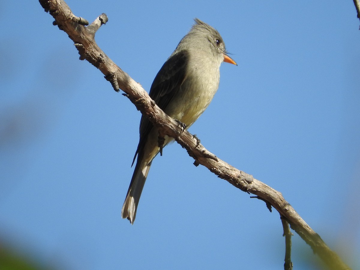 Greater Pewee - ML145179211