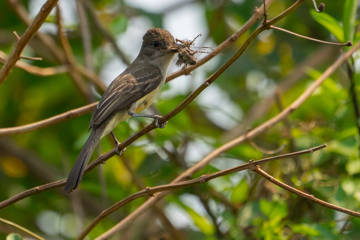 Short-crested Flycatcher - ML145180131