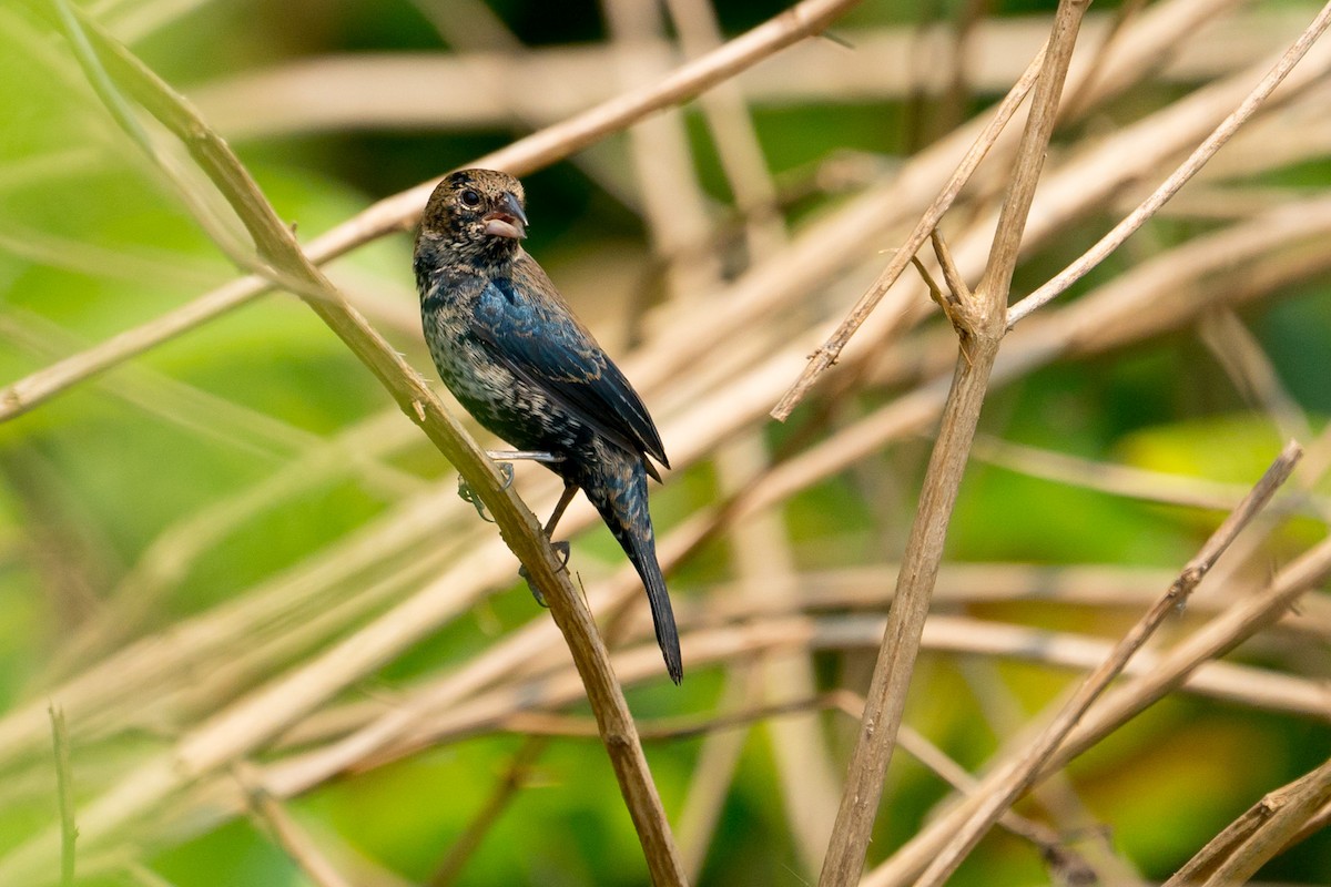 Blue-black Grassquit - Joao Quental JQuental