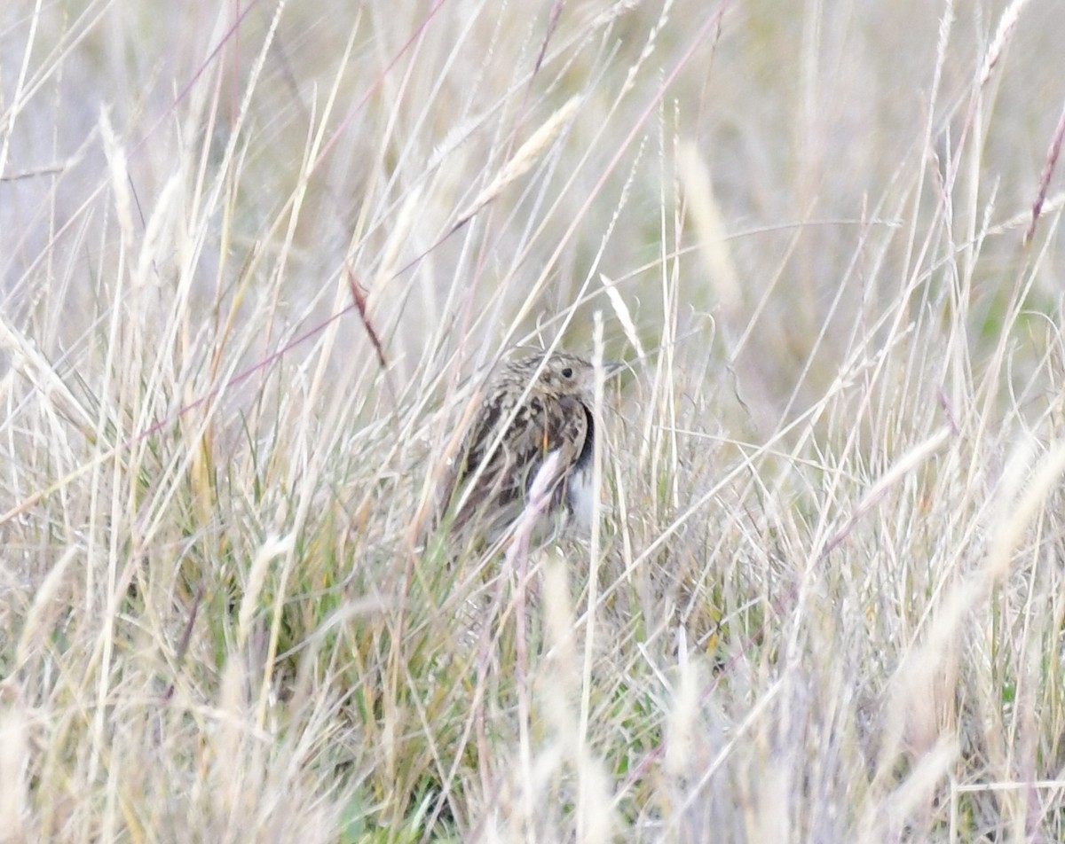 Paramo Pipit - ML145180971