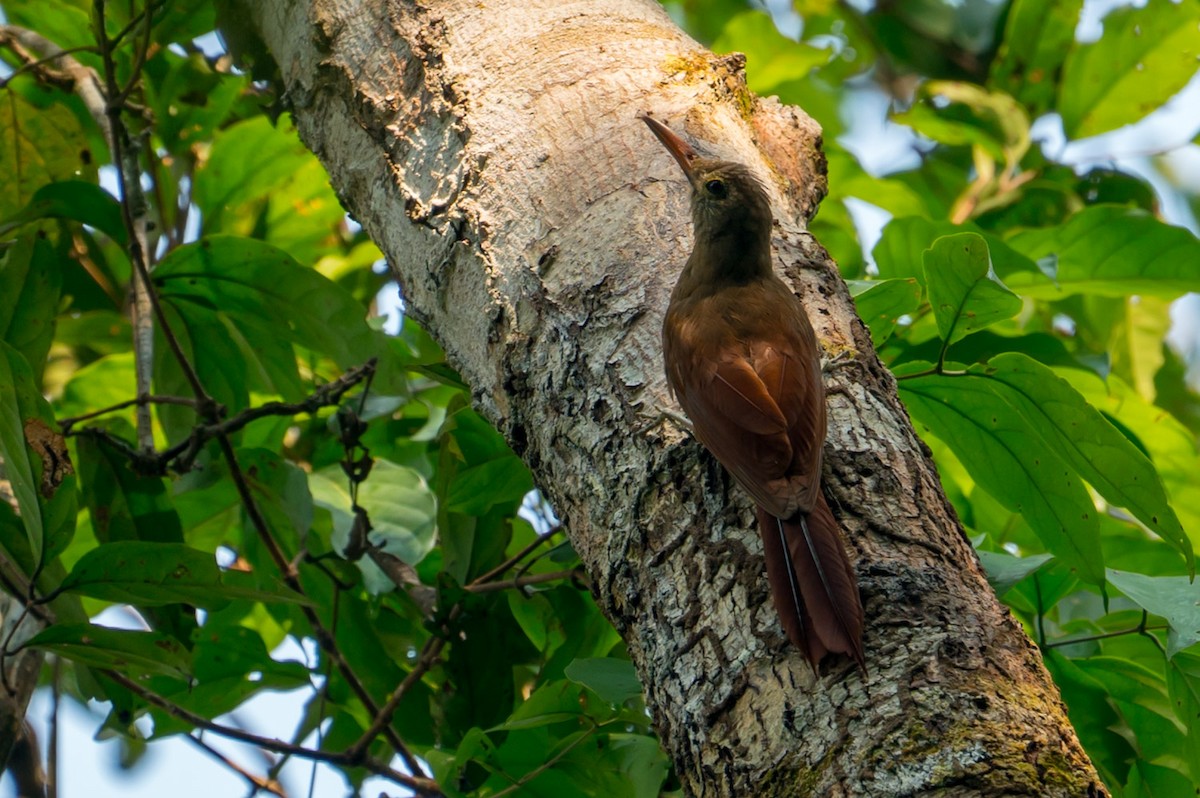 Amazonian Barred-Woodcreeper (Plain-colored) - ML145180991