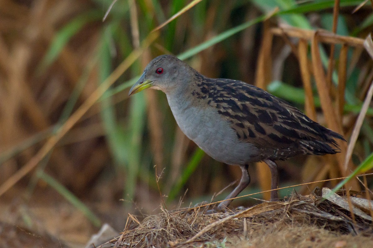 Ash-throated Crake - ML145181311