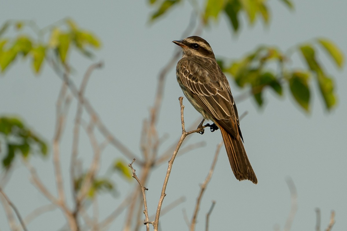 Variegated Flycatcher - Joao Quental JQuental