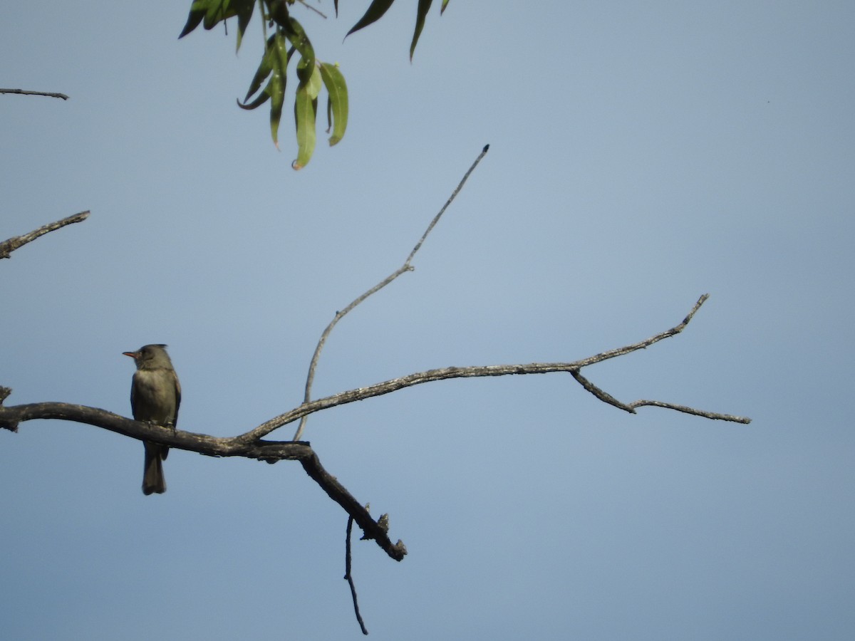 Greater Pewee - ML145181561