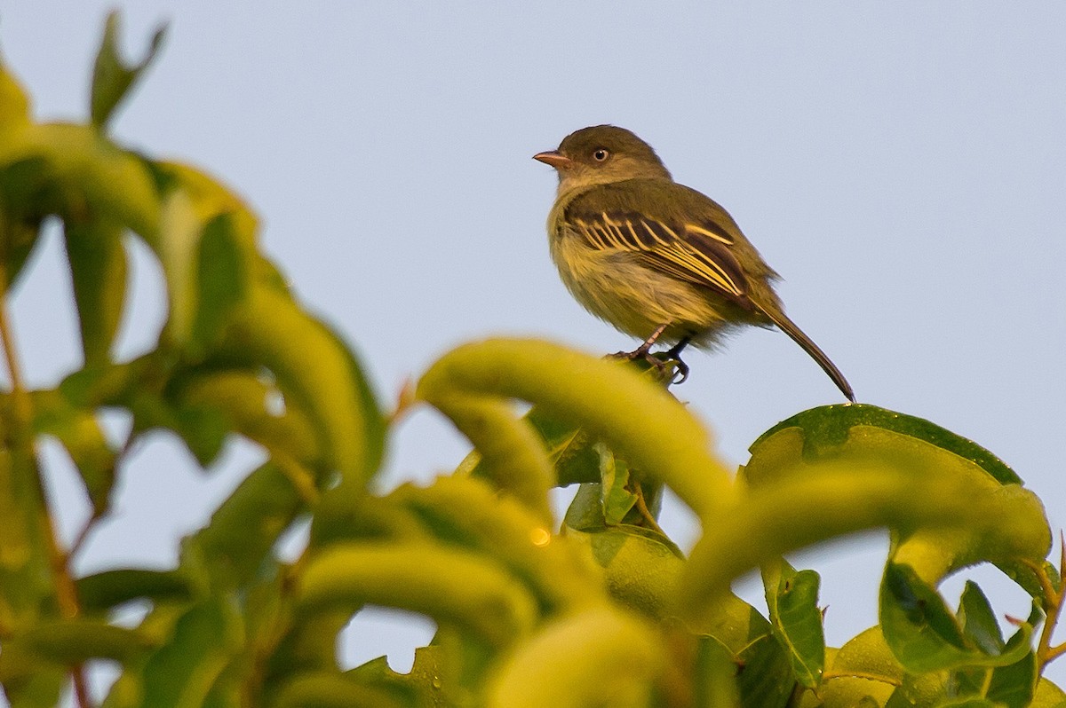 Chico's Tyrannulet - ML145181571