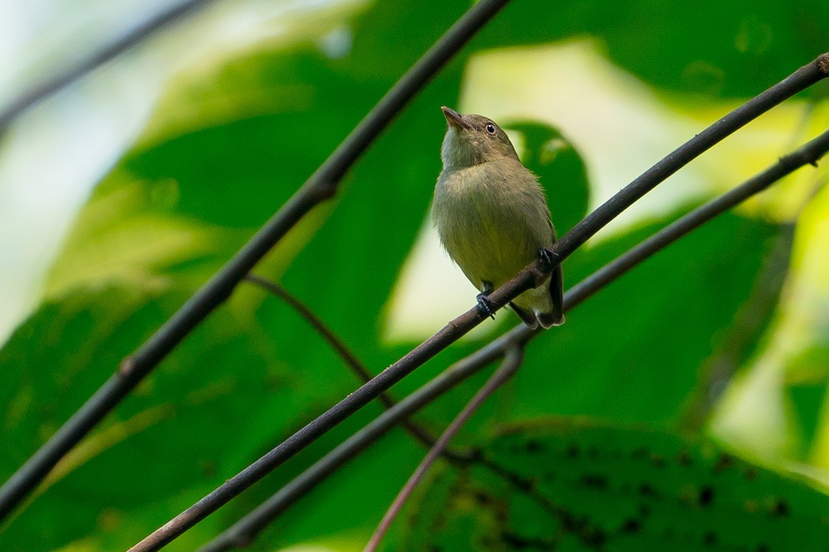 Dwarf Tyrant-Manakin - ML145181691