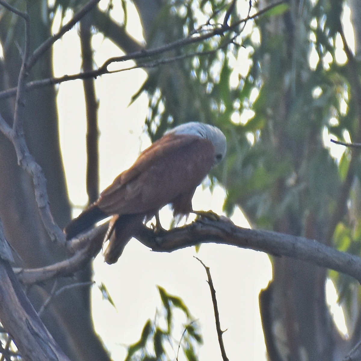 Brahminy Kite - ML145181931