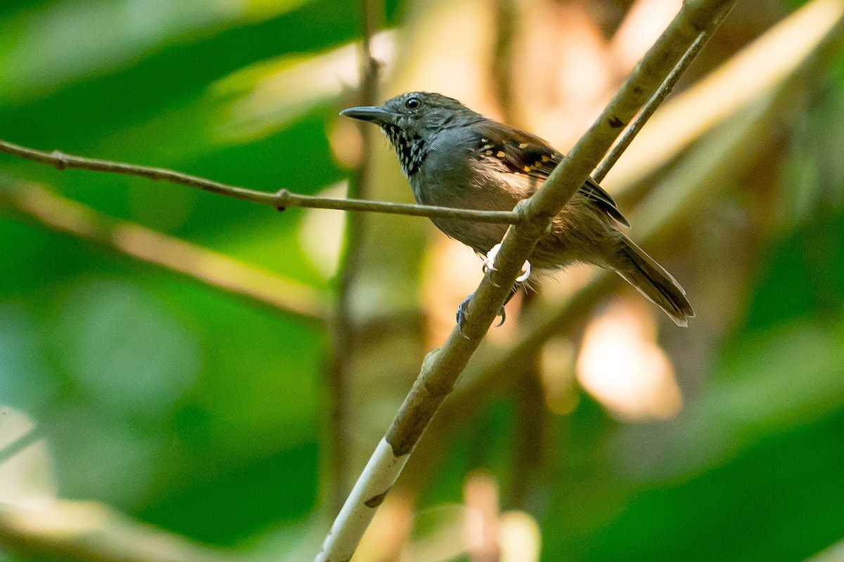 Rio Madeira Stipplethroat (Roosevelt) - Joao Quental JQuental