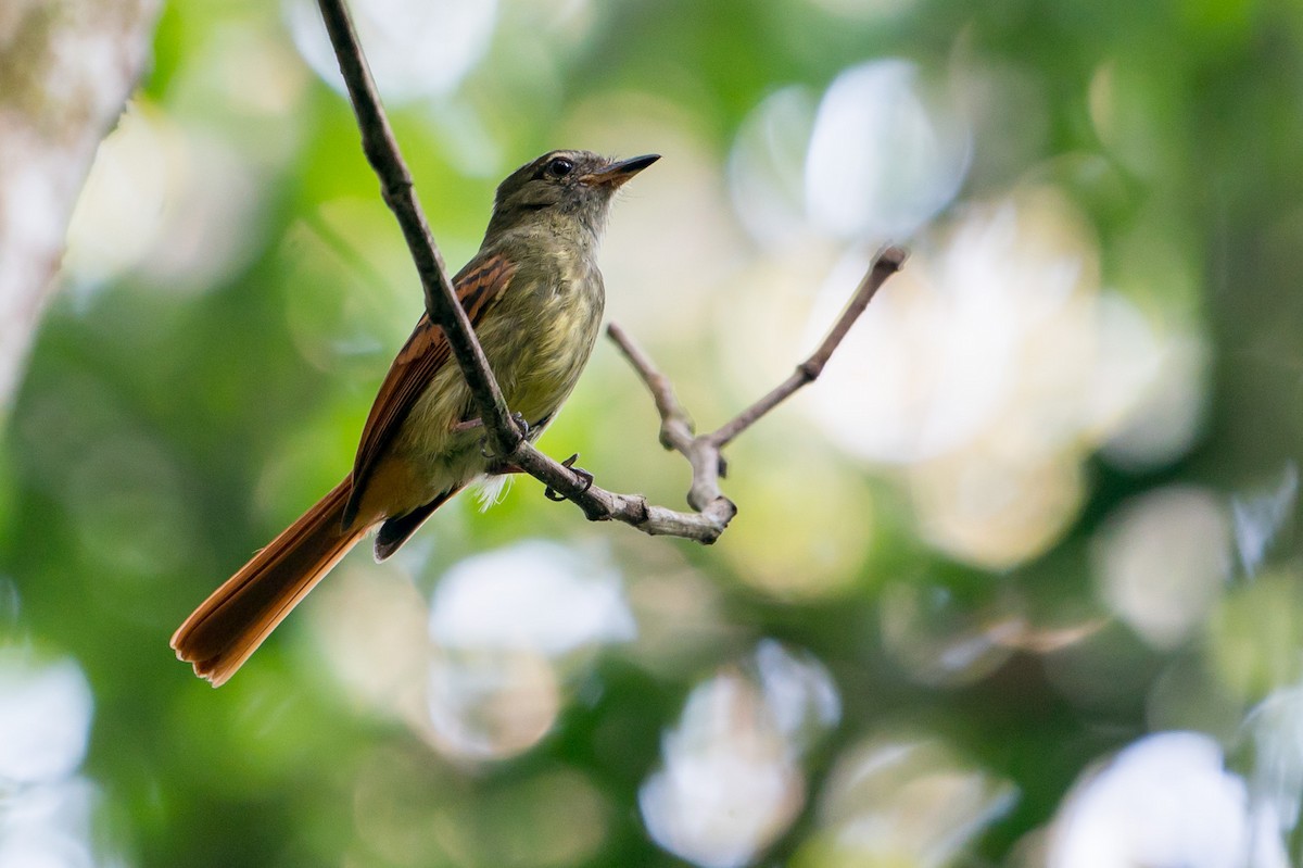 Rufous-tailed Flatbill - Joao Quental JQuental