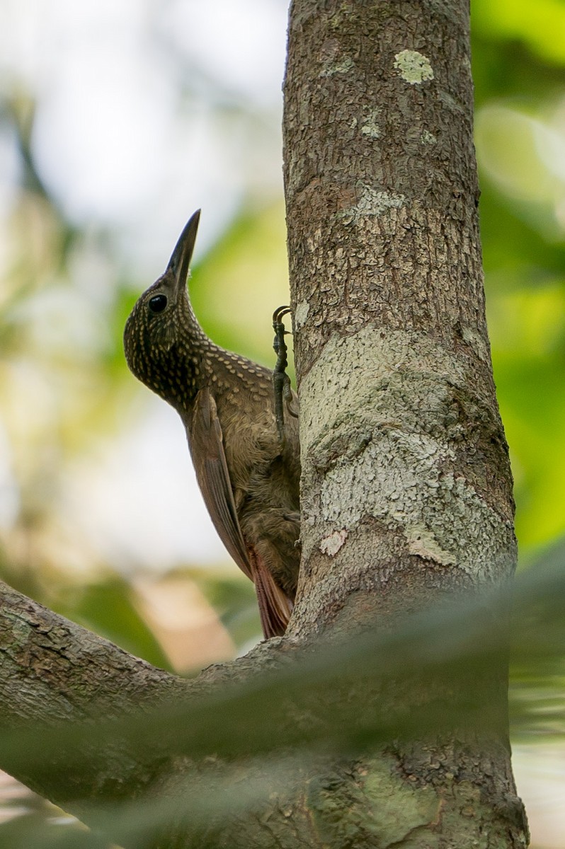 Elegant Woodcreeper - Joao Quental JQuental